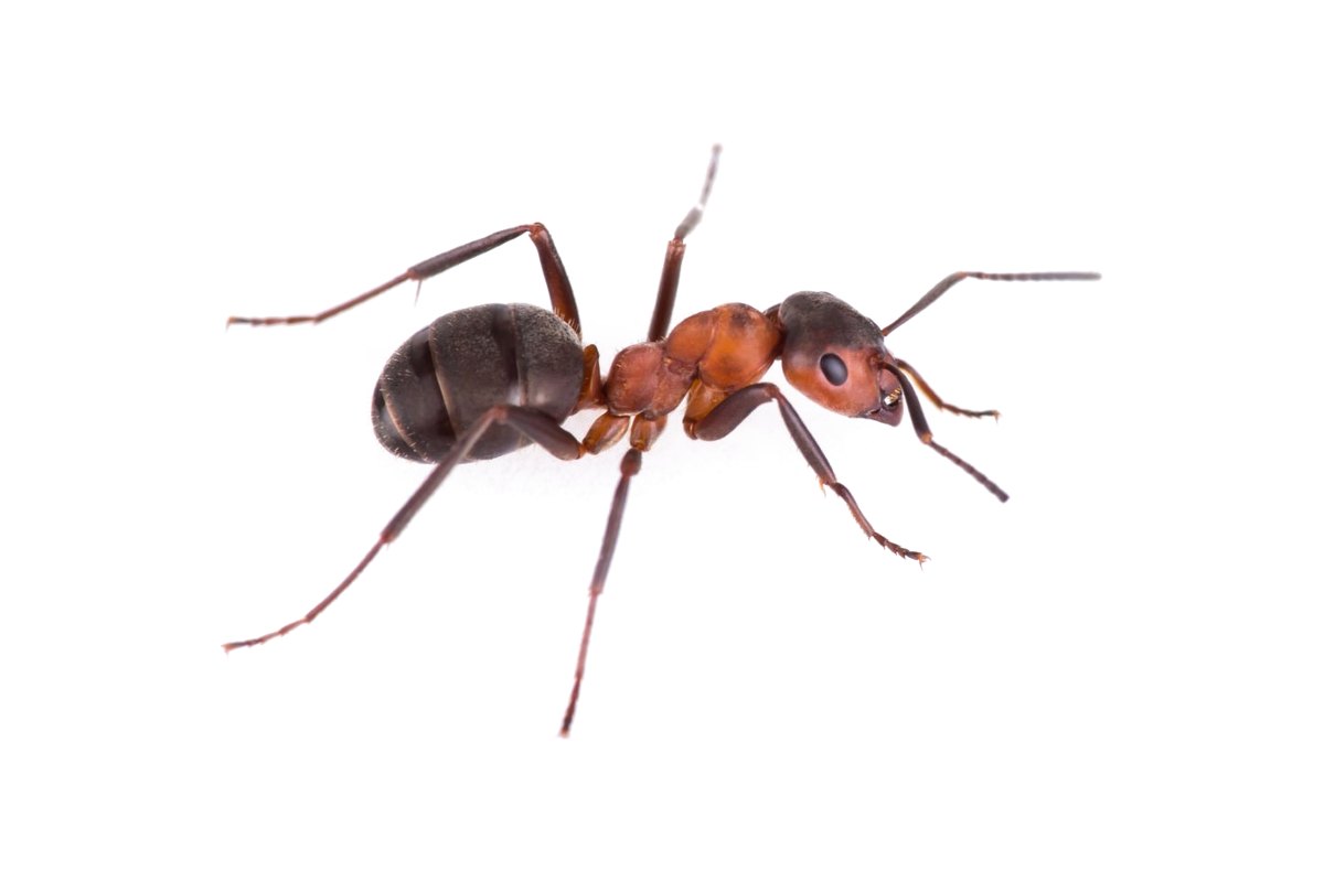Ant
