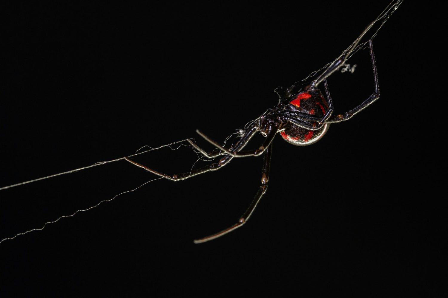 Black widow spider hanging upside down in its web, with red markings on its glossy black abdomen