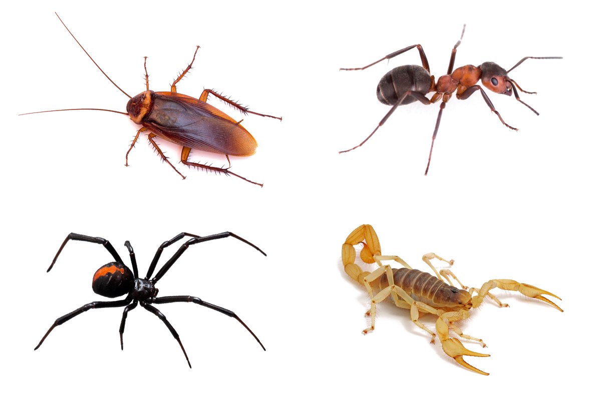 Cockroach, ant, black widow and scorpion covered by recurring service