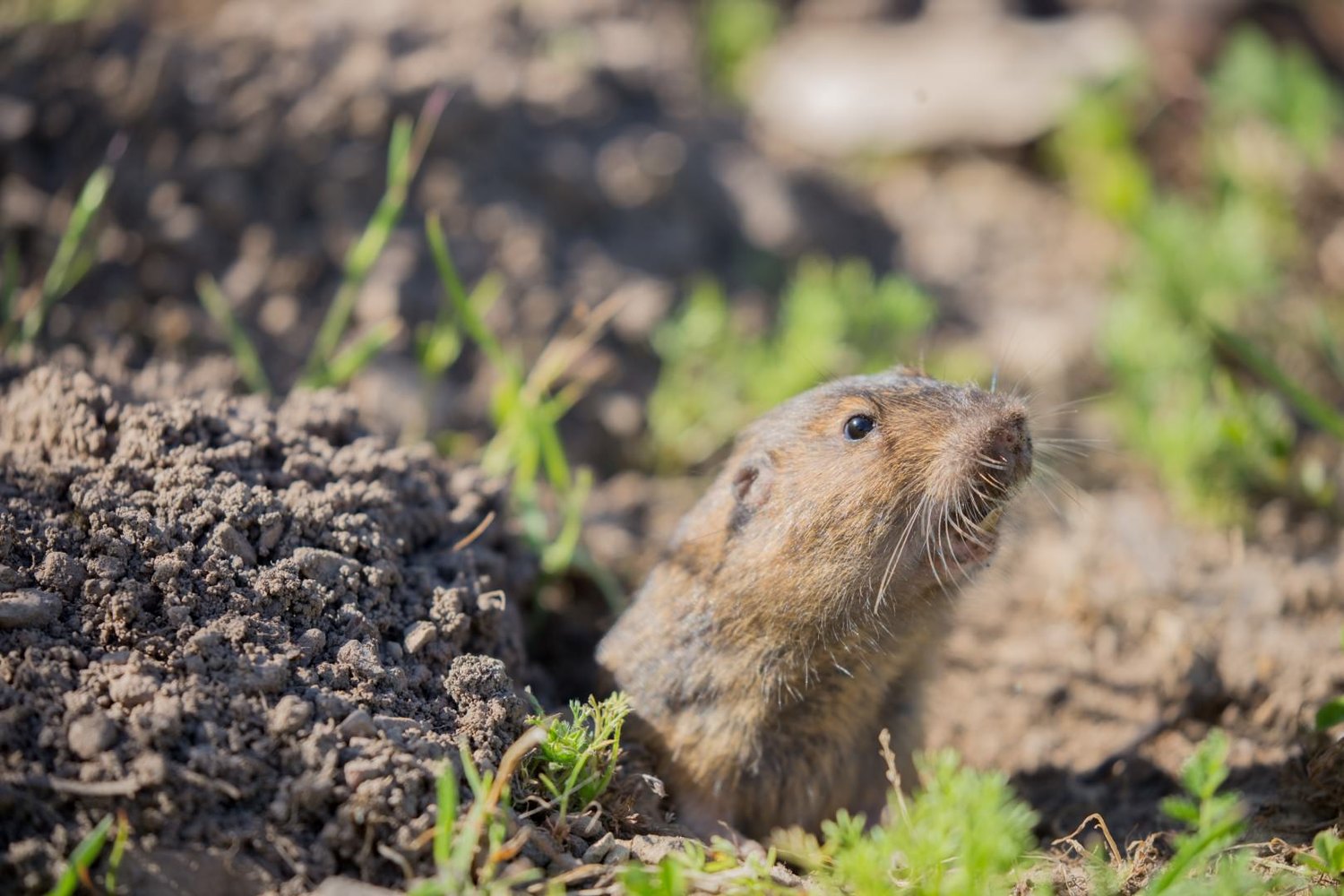 Pocket gopher at the opening of its mound of loose soil