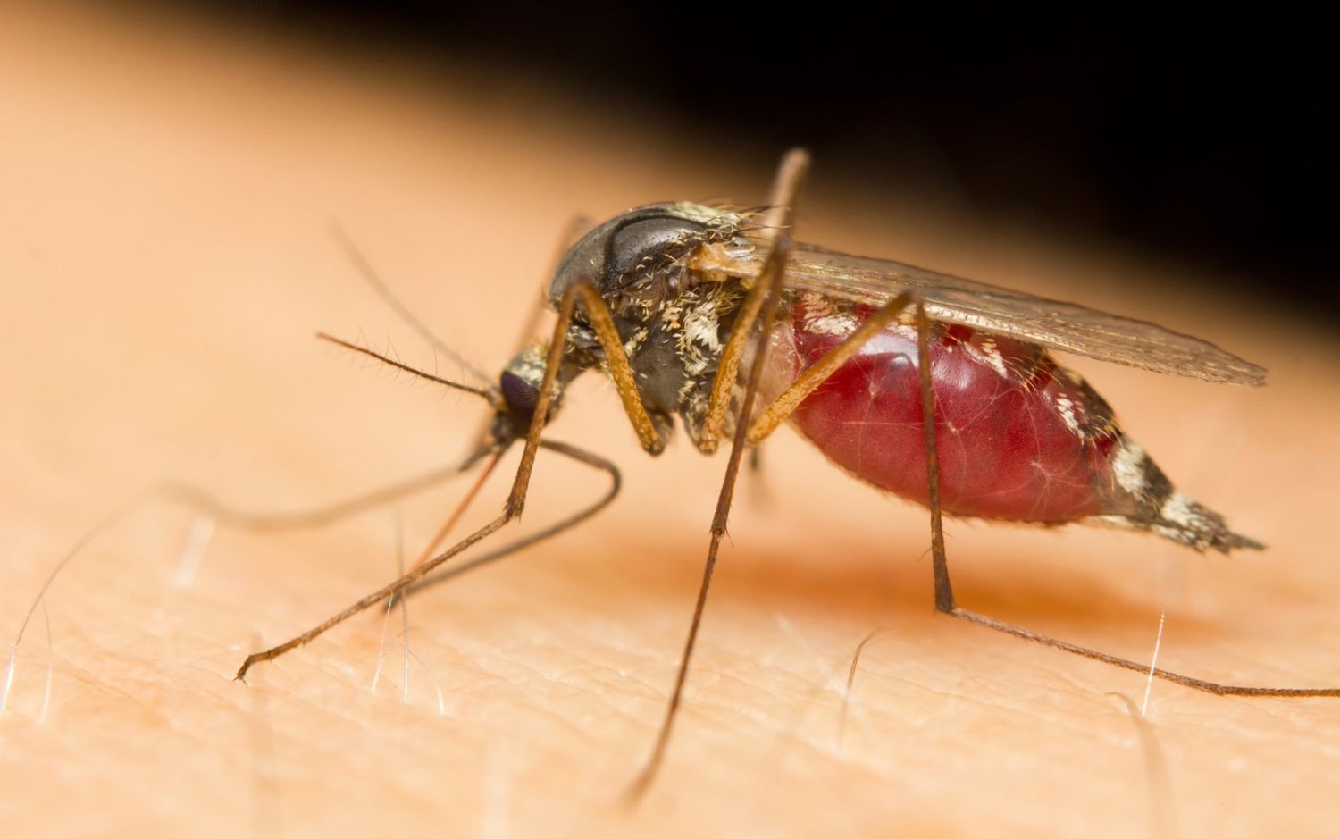 A mosquito feeding on a person's skin
