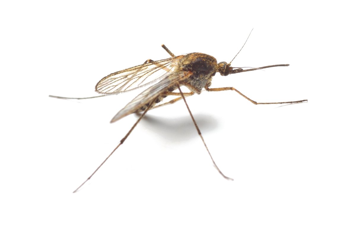 Mosquito