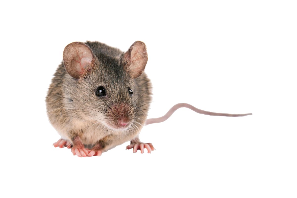 House mouse