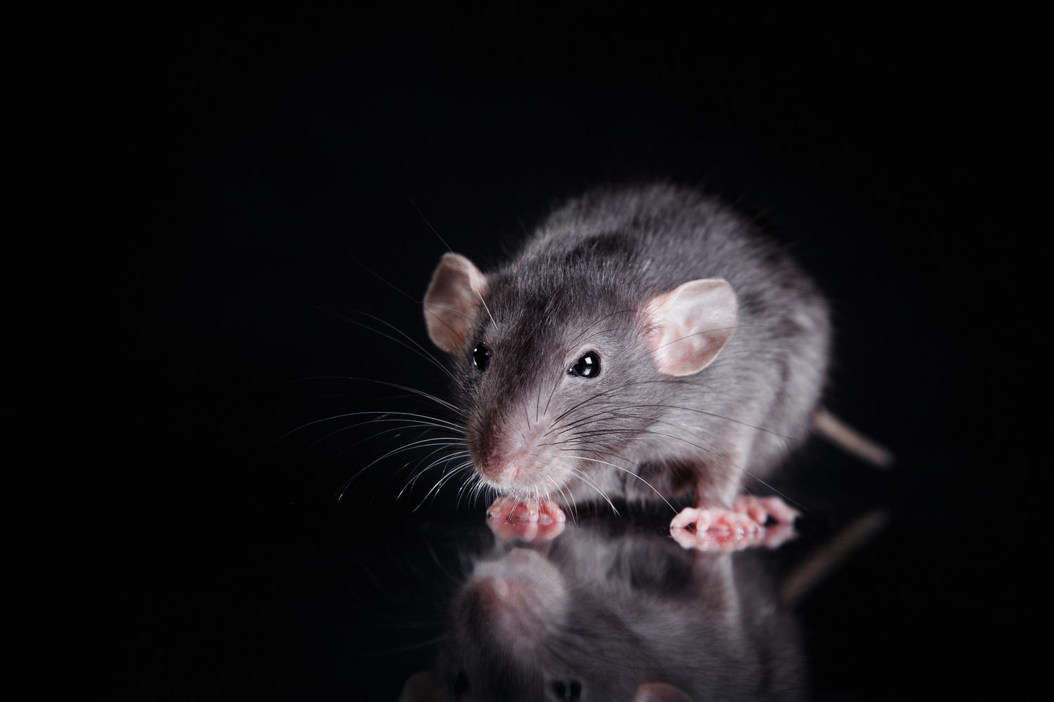 Rat photographed at night