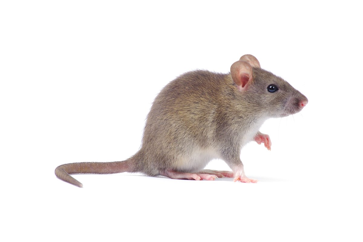 Roof rat with large ears and a long scaly tail on a white background