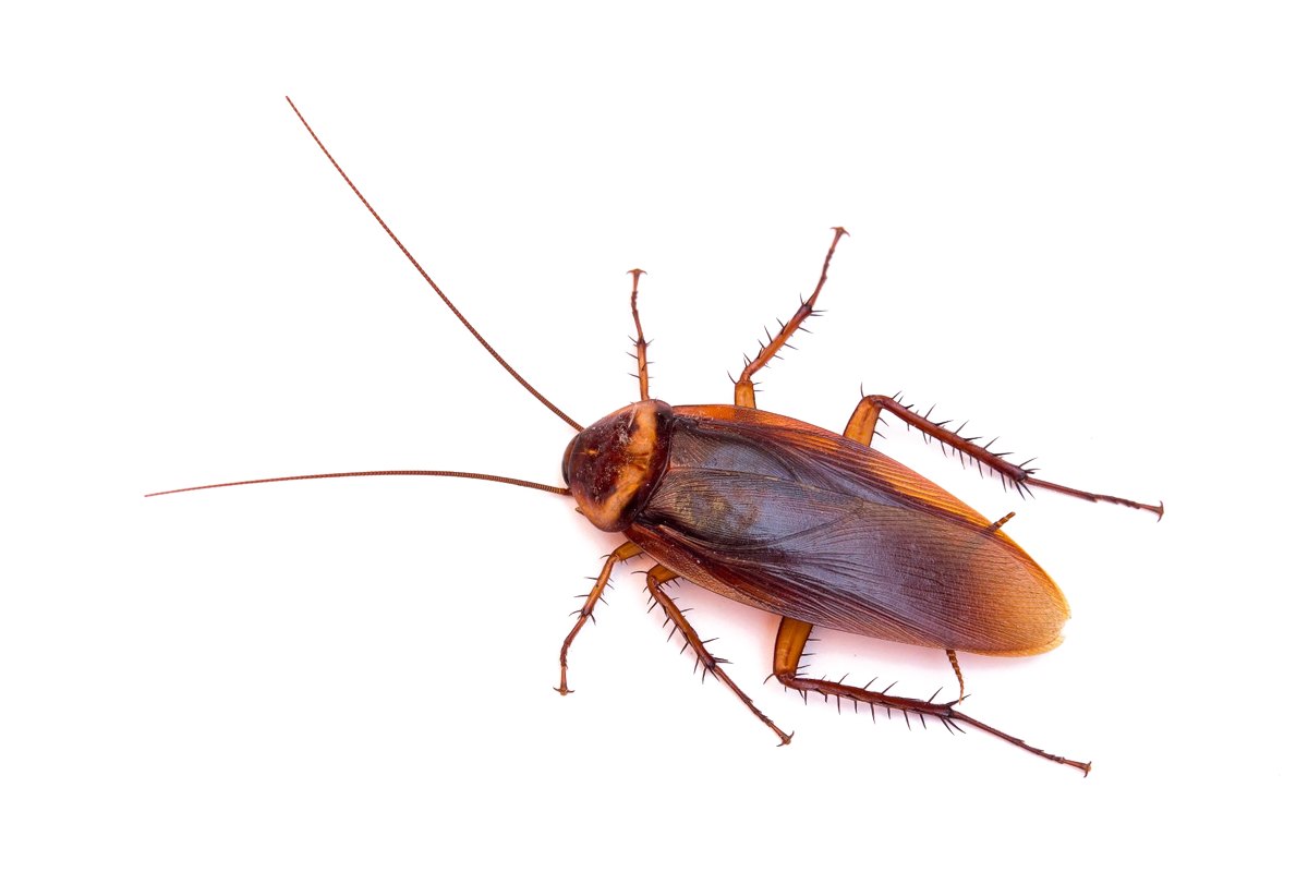 American cockroach on a white background