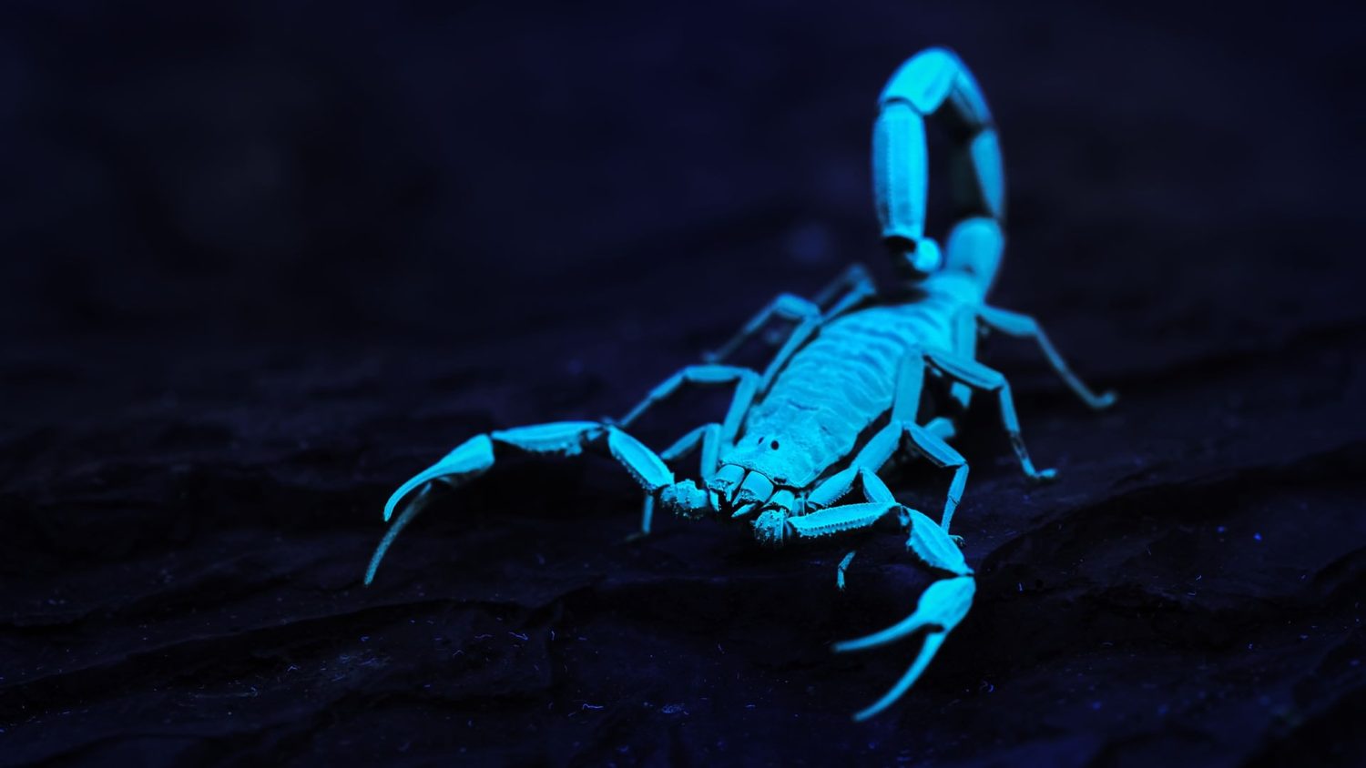 A scorpion glowing bright blue under ultraviolet light