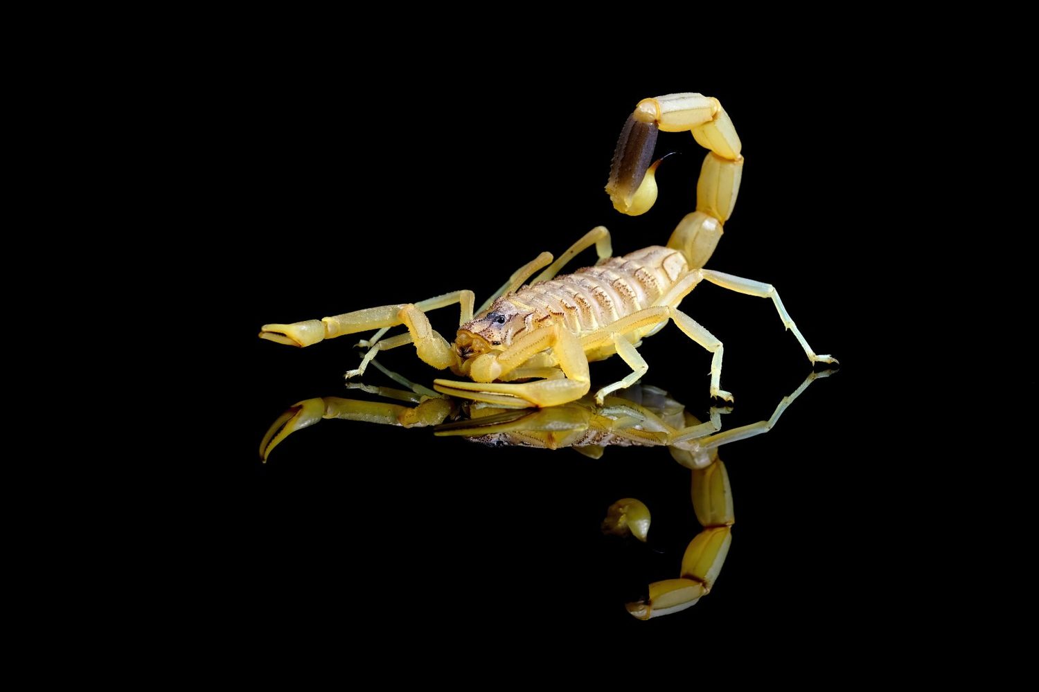 Scorpion photographed against a black background