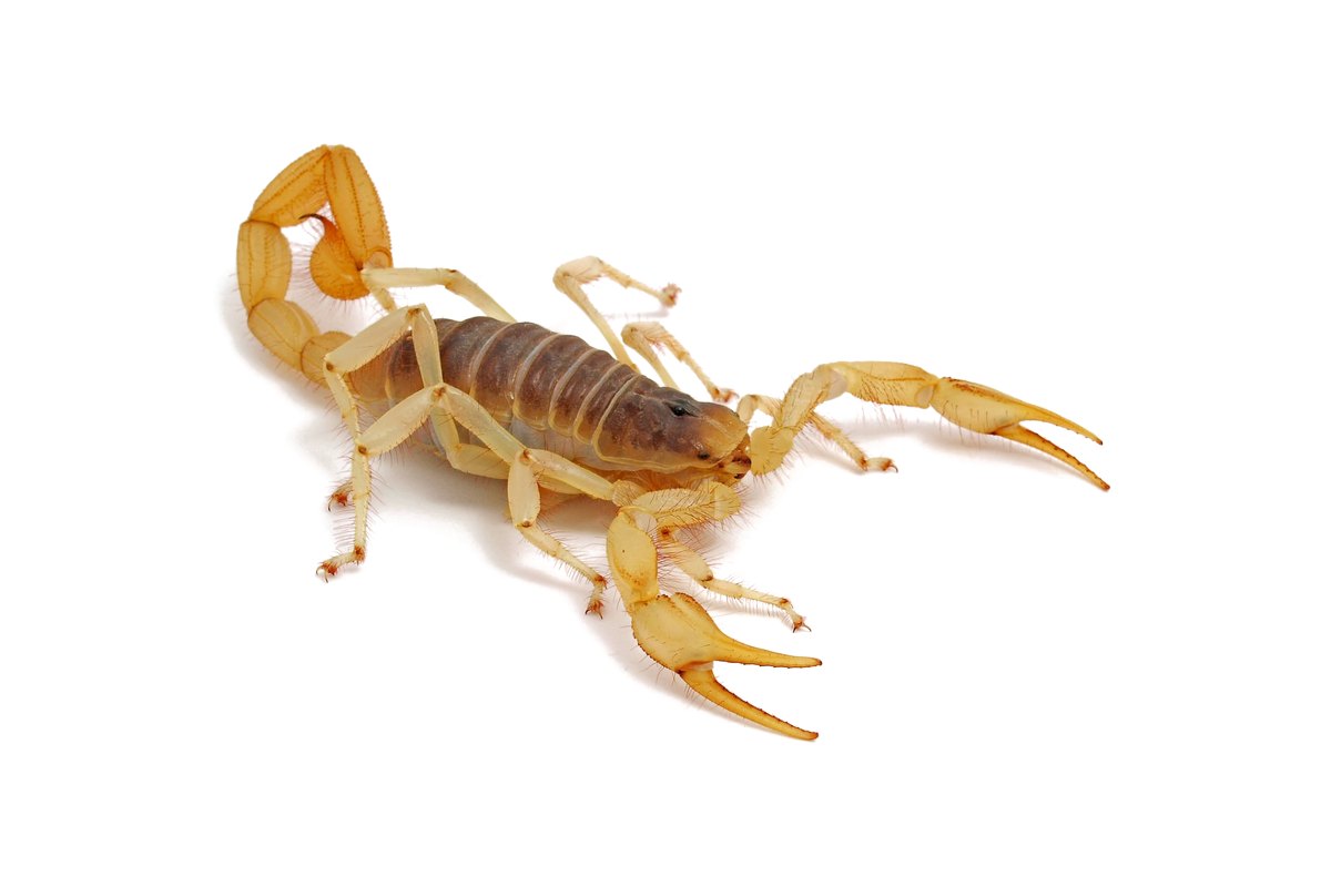 Desert hairy scorpion, one of the scorpions covered in the identification guide