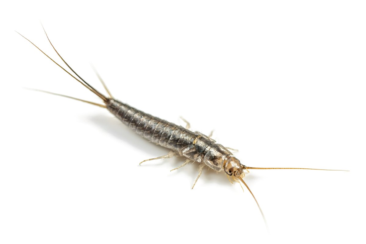Silverfish with long antennae and three tail filaments