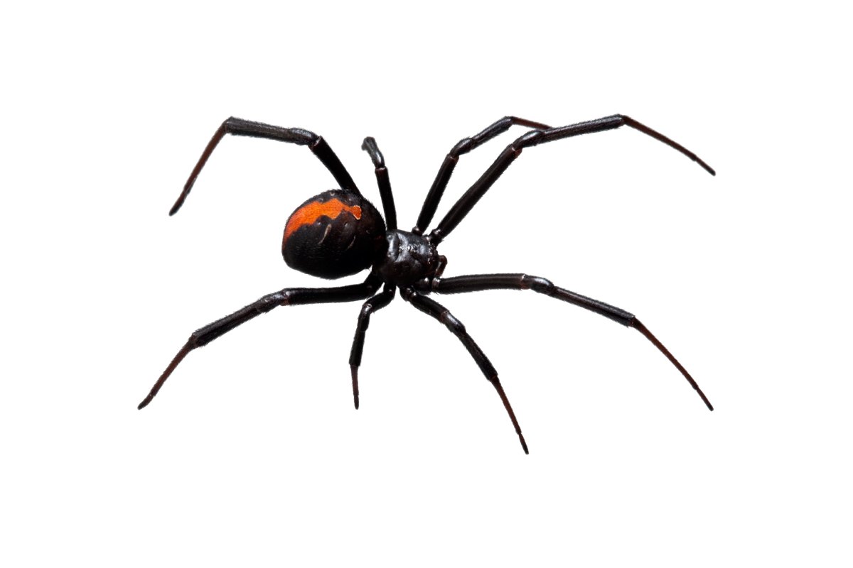 Western black widow spider